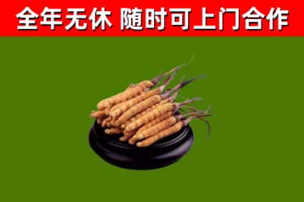中江县回收冬虫夏草