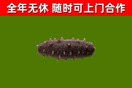 中江县回收海参干